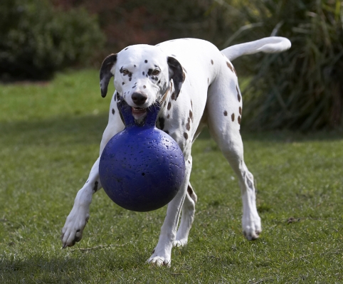 Do you know HOW heavy this is?!
Schlüsselwörter: Animal Animals Ball Canine Canines Dalmatian Dalmatians Dog Dogs Land Mammal Land Mammals MIA Play Playing Playtime Terrestrial Mammal Terrestrial Mammals