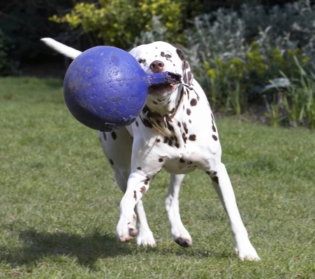 I'll shake it this way .......
Anahtar kelimeler: Animal Animals Ball Canine Canines Dalmatian Dalmatians Dog Dogs Land Mammal Land Mammals MIA Play Playing Playtime Terrestrial Mammal Terrestrial Mammals