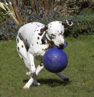 and now this way
Anahtar kelimeler: Animal Animals Ball Canine Canines Dalmatian Dalmatians Dog Dogs Land Mammal Land Mammals MIA Play Playing Playtime Terrestrial Mammal Terrestrial Mammals