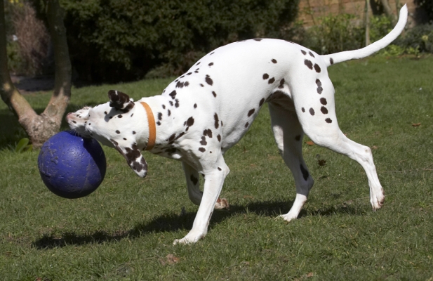 And I don't have to pay a gym membership!
Keywords: Animal Animals Ball Canine Canines Dalmatian Dalmatians Dog Dogs Land Mammal Land Mammals MIA Play Playing Playtime Terrestrial Mammal Terrestrial Mammals