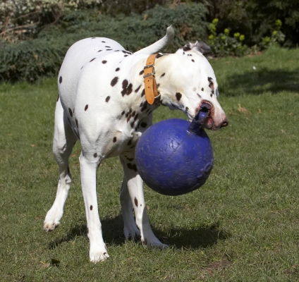 This is such hard work
Anahtar kelimeler: Animal Animals Ball Canine Canines Dalmatian Dalmatians Dog Dogs Land Mammal Land Mammals MIA Play Playing Playtime Terrestrial Mammal Terrestrial Mammals