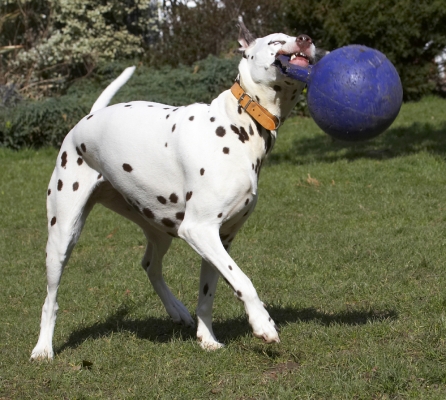 Jus' exercising my jaw muscles so I can bark more
Mots-clés: Animal Animals Ball Canine Canines Dalmatian Dalmatians Dog Dogs Land Mammal Land Mammals MIA Play Playing Playtime Terrestrial Mammal Terrestrial Mammals