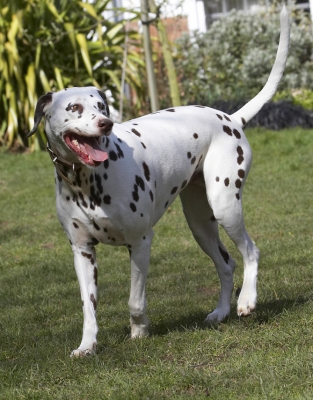 That was a good workout
Keywords: Animal Animals Ball Canine Canines Dalmatian Dalmatians Dog Dogs Land Mammal Land Mammals MIA Play Playing Playtime Terrestrial Mammal Terrestrial Mammals Tongue