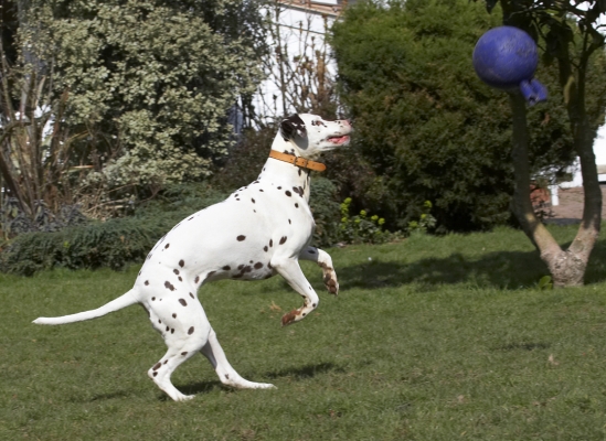 Oh, goody, a header..........
Ključne besede: Animal Animals Ball Canine Canines Dalmatian Dalmatians Dog Dogs Land Mammal Land Mammals MIA Play Playing Playtime Terrestrial Mammal Terrestrial Mammals
