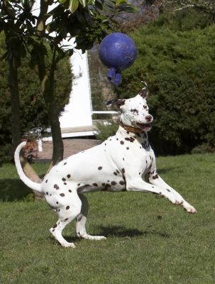 Darn it ...........
Keywords: Animal Animals Ball Canine Canines Dalmatian Dalmatians Dog Dogs Land Mammal Land Mammals MIA Play Playing Playtime Terrestrial Mammal Terrestrial Mammals
