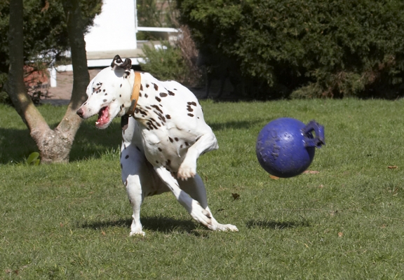 ........... missed
Keywords: Animal Animals Ball Canine Canines Dalmatian Dalmatians Dog Dogs Land Mammal Land Mammals MIA Play Playing Playtime Terrestrial Mammal Terrestrial Mammals