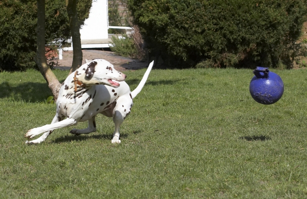 Wrong footed .....
Keywords: Animal Animals Ball Canine Canines Dalmatian Dalmatians Dog Dogs Land Mammal Land Mammals MIA Play Playing Playtime Terrestrial Mammal Terrestrial Mammals