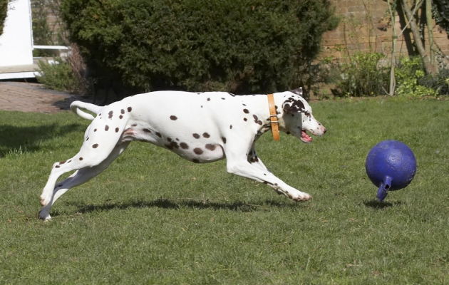 ........ but I'll get it now
Schlüsselwörter: Animal Animals Ball Canine Canines Dalmatian Dalmatians Dog Dogs Land Mammal Land Mammals MIA Play Playing Playtime Terrestrial Mammal Terrestrial Mammals