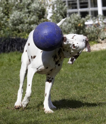 Time for another shake
Keywords: Animal Animals Ball Canine Canines Dalmatian Dalmatians Dog Dogs Land Mammal Land Mammals MIA Play Playing Playtime Terrestrial Mammal Terrestrial Mammals