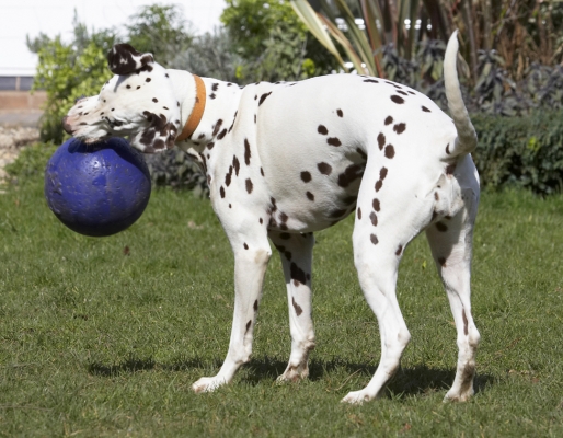 Grrrrrrrrrrrrrr
Palabras clave: Animal Animals Ball Canine Canines Dalmatian Dalmatians Dog Dogs Land Mammal Land Mammals MIA Play Playing Playtime Terrestrial Mammal Terrestrial Mammals
