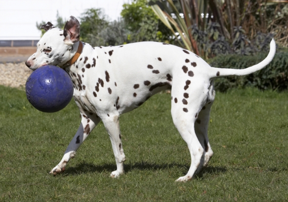 Feel dizzy now
Avainsanat: Animal Animals Ball Canine Canines Dalmatian Dalmatians Dog Dogs Land Mammal Land Mammals MIA Play Playing Playtime Terrestrial Mammal Terrestrial Mammals