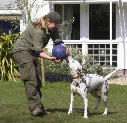 Gerroff, it's mine
Palabras Clave: Animal Animals Ball Becky Canine Canines Dalmatian Dalmatians Dog Dogs Land Mammal Land Mammals MIA Play Playing Playtime Terrestrial Mammal Terrestrial Mammals Tug-o-war