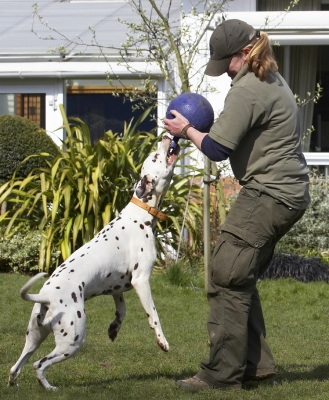 I am NOT letting go
Mots-clés: Animal Animals Ball Becky Canine Canines Dalmatian Dalmatians Dog Dogs Land Mammal Land Mammals MIA Play Playing Playtime Terrestrial Mammal Terrestrial Mammals Tug-o-war