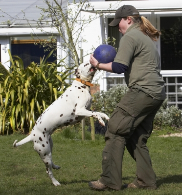 We'll see who's stronger
Schlüsselwörter: Animal Animals Ball Becky Canine Canines Dalmatian Dalmatians Dog Dogs Land Mammal Land Mammals MIA Play Playing Playtime Terrestrial Mammal Terrestrial Mammals Tug-o-war