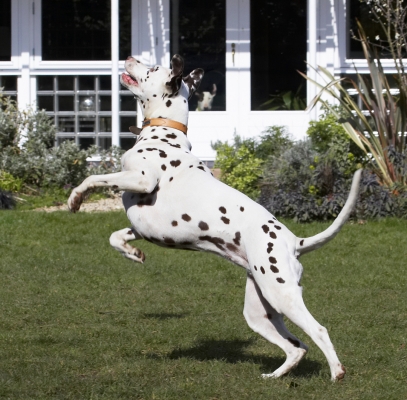 I'm on it .........
Schlüsselwörter: Jump Jumping Land Mammal Land Mammals Leap Leaping MIA Play Playing Playtime Terrestrial Mammal Terrestrial Mammals Animal Animals Ball Canine Canines Dalmatian Dalmatians Dog Dogs