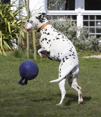 ......... well, I thought I was
Keywords: Animal Animals Ball Canine Canines Dalmatian Dalmatians Dog Dogs Land Mammal Land Mammals MIA Play Playing Playtime Terrestrial Mammal Terrestrial Mammals