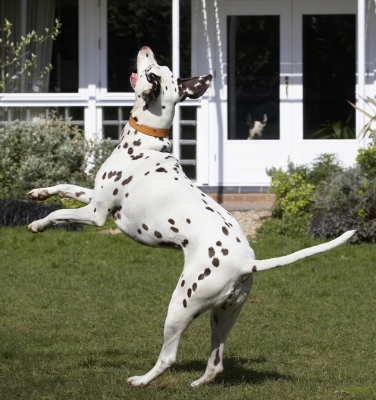 Steady does it
Keywords: Animal Animals Ball Canine Canines Dalmatian Dalmatians Dog Dogs Jump Jumping Land Mammal Land Mammals Leap Leaping MIA Play Playing Playtime Terrestrial Mammal Terrestrial Mammals