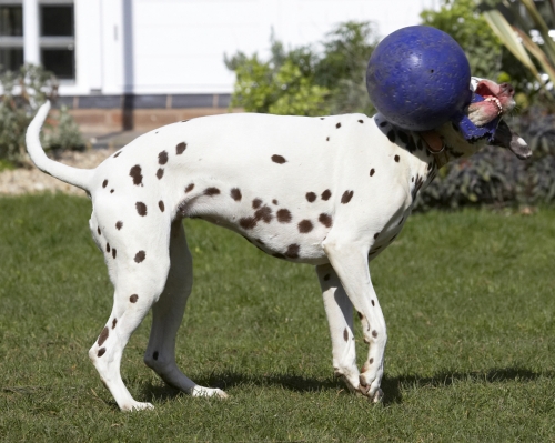 I just love giving this ball a good shake
Keywords: Animal Animals Ball Canine Canines Dalmatian Dalmatians Dog Dogs Land Mammal Land Mammals MIA Play Playing Playtime Terrestrial Mammal Terrestrial Mammals