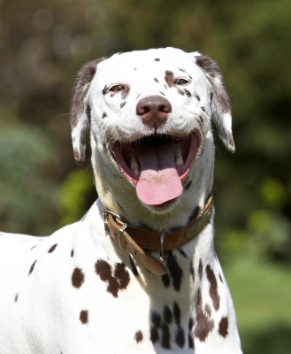 Ha, ha, ha
Keywords: Animal Animals Ball Canine Canines Dalmatian Dalmatians Dog Dogs Land Mammal Land Mammals Laugh Laughing MIA Play Playing Playtime Smile Smiling Terrestrial Mammal Terrestrial Mammals Tongue