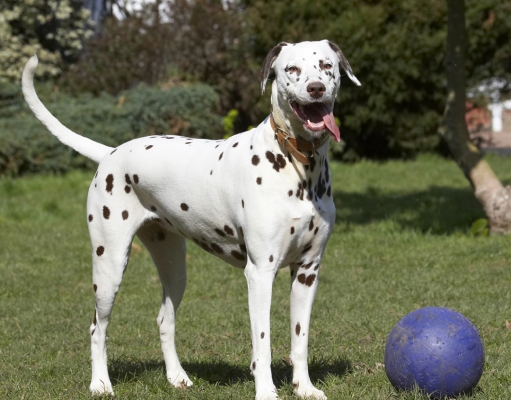 Time for time out
Keywords: Animal Animals Ball Canine Canines Dalmatian Dalmatians Dog Dogs Land Mammal Land Mammals MIA Play Playing Playtime Terrestrial Mammal Terrestrial Mammals Tongue