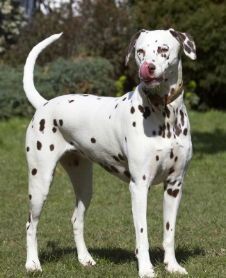 Didn't I do good
Keywords: Animal Animals Ball Canine Canines Dalmatian Dalmatians Dog Dogs Land Mammal Land Mammals MIA Play Playing Playtime Terrestrial Mammal Terrestrial Mammals Tongue