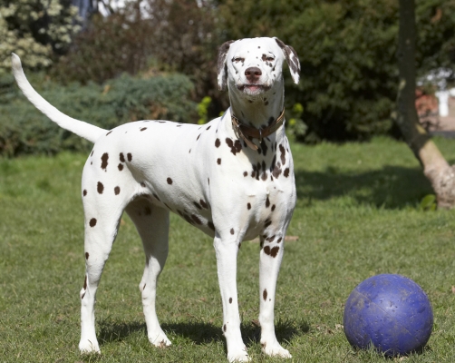 Wot we gonna do now?
Keywords: Animal Animals Ball Canine Canines Dalmatian Dalmatians Dog Dogs Land Mammal Land Mammals MIA Play Playing Playtime Terrestrial Mammal Terrestrial Mammals