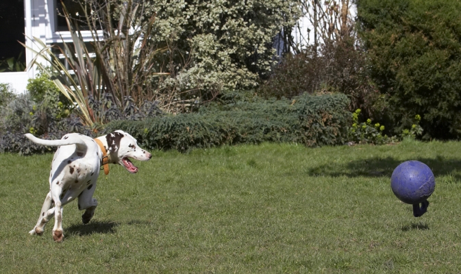 Wrong footed ....... again
Palabras Clave: Animal Animals Ball Canine Canines Dalmatian Dalmatians Dog Dogs Land Mammal Land Mammals MIA Play Playing Playtime Terrestrial Mammal Terrestrial Mammals