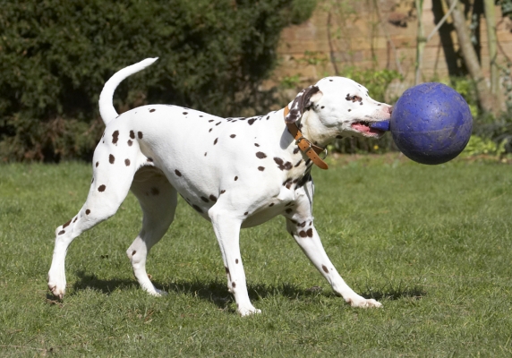 I've got a good grip now
Keywords: Animal Animals Ball Canine Canines Dalmatian Dalmatians Dog Dogs Land Mammal Land Mammals MIA Play Playing Playtime Terrestrial Mammal Terrestrial Mammals