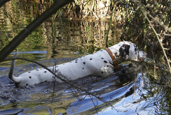 Aah, a cool down
Schlüsselwörter: Animal Animals Ball Canine Canines Dalmatian Dalmatians Dog Dogs Land Mammal Land Mammals MIA Play Playing Playtime Stream Terrestrial Mammal Terrestrial Mammals Water