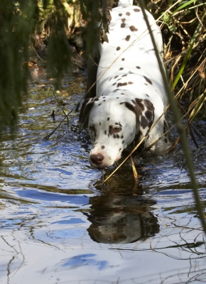 Think ........
Λέξεις-κλειδιά: Animal Animals Ball Canine Canines Dalmatian Dalmatians Dog Dogs Land Mammal Land Mammals MIA Play Playing Playtime Stream Terrestrial Mammal Terrestrial Mammals Water