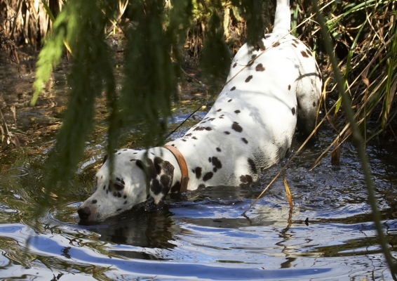....... I'll go for a swim
Schlüsselwörter: Animal Animals Ball Canine Canines Dalmatian Dalmatians Dog Dogs Land Mammal Land Mammals MIA Play Playing Playtime Stream Swim Swimming Terrestrial Mammal Terrestrial Mammals Water