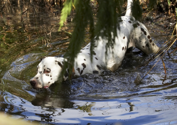 Ooooh, this is lovely
Avainsanat: Animal Animals Ball Canine Canines Dalmatian Dalmatians Dog Dogs Land Mammal Land Mammals MIA Play Playing Playtime Stream Swim Swimming Terrestrial Mammal Terrestrial Mammals Water