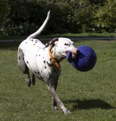 And now, back to work
Λέξεις-κλειδιά: Animal Animals Ball Canine Canines Dalmatian Dalmatians Dog Dogs Land Mammal Land Mammals MIA Play Playing Playtime Terrestrial Mammal Terrestrial Mammals