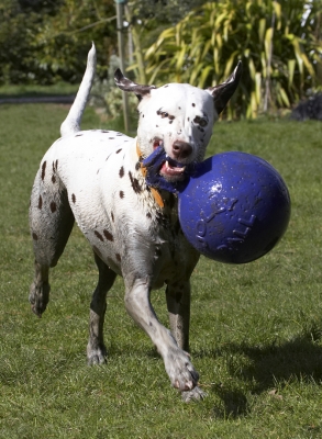 Born to run
Klíčová slova: Animal Animals Ball Canine Canines Dalmatian Dalmatians Dog Dogs Land Mammal Land Mammals MIA Play Playing Playtime Terrestrial Mammal Terrestrial Mammals