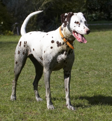 I know, I'm such a mucky pup - and proud of it
Trefwoorden: Animal Animals Ball Canine Canines Dalmatian Dalmatians Dog Dogs Land Mammal Land Mammals MIA Play Playing Playtime Terrestrial Mammal Terrestrial Mammals Tongue