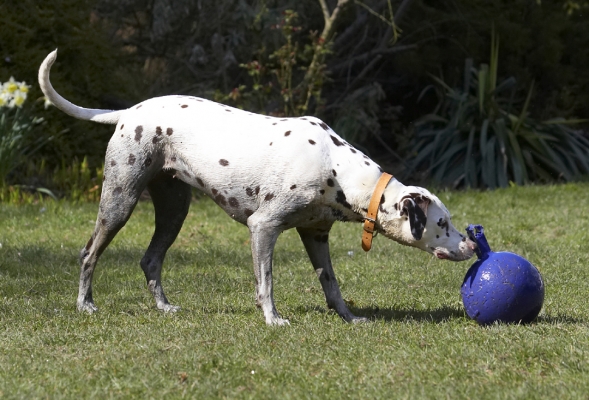 Is that my ball?!
Ključne besede: Animal Animals Ball Canine Canines Dalmatian Dalmatians Dog Dogs Land Mammal Land Mammals MIA Play Playing Playtime Sniff Sniffing Terrestrial Mammal Terrestrial Mammals