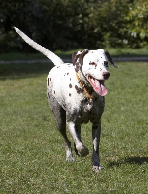 OK, I'm ready for more action ..........
Palabras clave: Animal Animals Ball Canine Canines Dalmatian Dalmatians Dog Dogs Land Mammal Land Mammals MIA Play Playing Playtime Smile Smiling Terrestrial Mammal Terrestrial Mammals Tongue