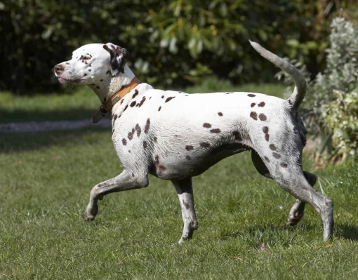 .... where is it?
Schlüsselwörter: Animal Animals Ball Canine Canines Dalmatian Dalmatians Dog Dogs Land Mammal Land Mammals MIA Play Playing Playtime Prance Prancing Terrestrial Mammal Terrestrial Mammals