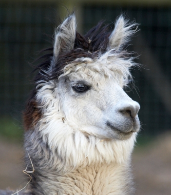 Alpaca at Lucies Farm
Anahtar kelimeler: Alpaca Alpacas Animal Husbandry Husbandry Livestock Livestock Farming