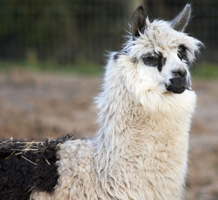 Alpaca at Lucies Farm
Avainsanat: Alpaca Alpacas Animal Husbandry Husbandry Livestock Livestock Farming