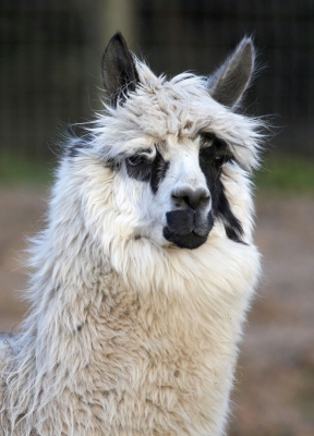 Alpaca at Lucies Farm
Schlüsselwörter: Alpaca Alpacas Animal Husbandry Husbandry Livestock Livestock Farming