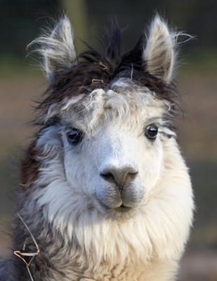 Alpaca at Lucies Farm
Keywords: Alpaca Alpacas Animal Husbandry Husbandry Livestock Livestock Farming