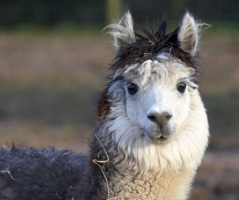 Alpaca at Lucies Farm
Keywords: Alpaca Alpacas Animal Husbandry Husbandry Livestock Livestock Farming