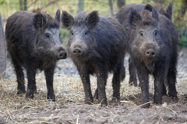 Wild Boar at Lucies Farm
Schlüsselwörter: Animal Animals Boar Boars Hog Hogs Land Mammal Land Mammals Pig Pigs Swine Terrestrial Mammal Terrestrial Mammals