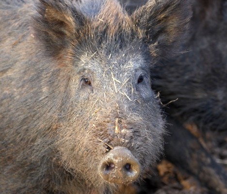 Wild Boar at Lucies Farm
Palabras clave: Animal Animals Boar Boars Hog Hogs Land Mammal Land Mammals Pig Pigs Swine Terrestrial Mammal Terrestrial Mammals