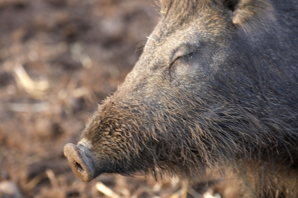 Warming His Face In The Afternoon Sun
One of the wild boar at Lucies Farm, with his face into the late afternoon ("Magic Hour") sunlight.
Anahtar kelimeler: Animal Animals Boar Boars Hog Hogs Land Mammal Land Mammals Magic Hour Pig Pigs Snooze Swine Terrestrial Mammal Terrestrial Mammals