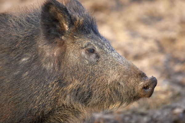 Wild Boar at Lucies Farm
Ključne besede: Animal Animals Boar Boars Hog Hogs Land Mammal Land Mammals Pig Pigs Swine Terrestrial Mammal Terrestrial Mammals