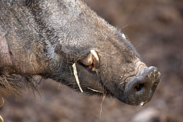 Large Tusks on a Junior Boar
One of the wild boar at Lucies Farm with his developing tusks.
Keywords: Animal Animals Boar Boars Hog Hogs Land Mammal Land Mammals Pig Pigs Swine Terrestrial Mammal Terrestrial Mammals Tusks