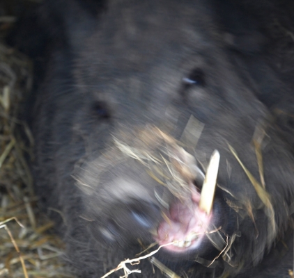 Alpha Male Waking Up From His Sleep
This wild boar was having a nap in a pig arc and I stumbled across him while he was having a big yawn.  He looks quite fierce - particularly in view of the length of his tusk.
Palabras clave: Animal Animals Boar Boars Hog Hogs Land Mammal Land Mammals Pig Pigs Swine Terrestrial Mammal Terrestrial Mammals Tusk