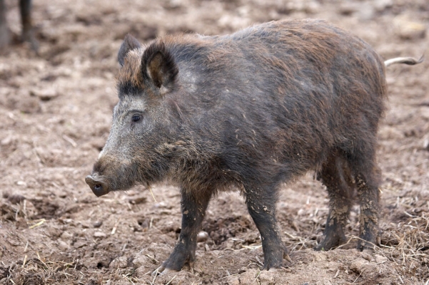Wild Boar at Lucies Farm
Λέξεις-κλειδιά: Animal Animals Boar Boars Hog Hogs Land Mammal Land Mammals Pig Pigs Swine Terrestrial Mammal Terrestrial Mammals